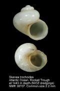 Skenea trochoides (2)